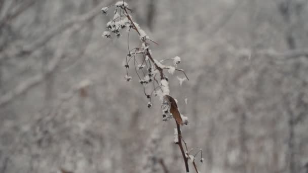 Nieve cae sobre una rama de frambuesa seca — Vídeo de stock