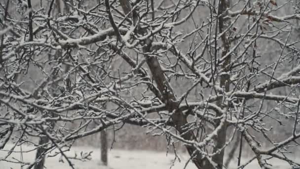 Árboles cayendo nieve — Vídeos de Stock