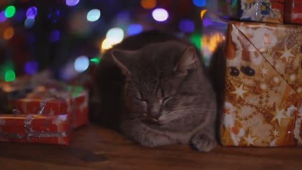Katze auf einem Holztisch vor dem Hintergrund eines leuchtenden Weihnachtsbaums — Stockvideo
