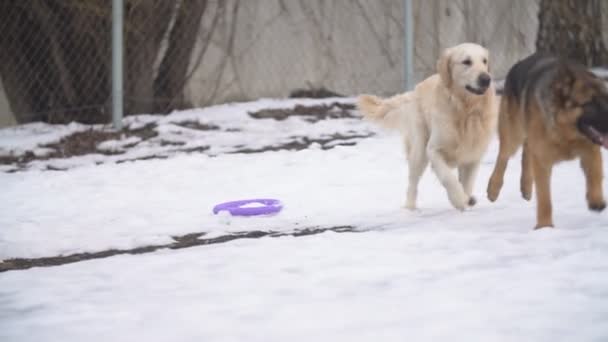 Golden retriever και Γερμανικός Ποιμενικός — Αρχείο Βίντεο