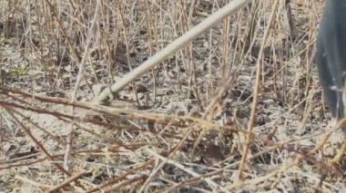 Ahududu çalı budama