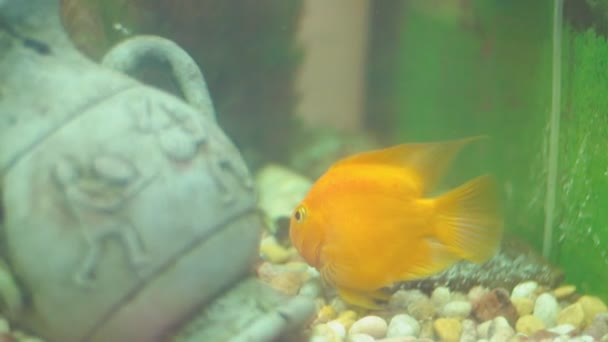 Akvaryumdaki sarı balık — Stok video