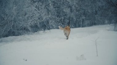 Köpek yürüyüş ve bir şey arıyor