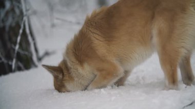 Köpek yürüyüş ve bir şey arıyor