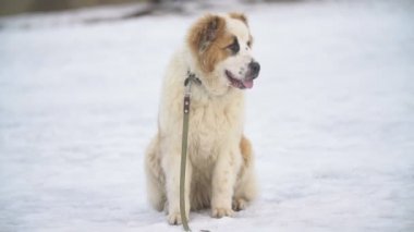 Sarı renk Alabai köpek yavrusu
