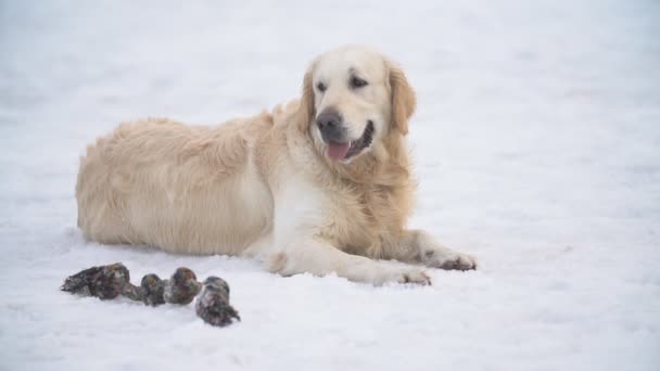 Pies golden retriever — Wideo stockowe