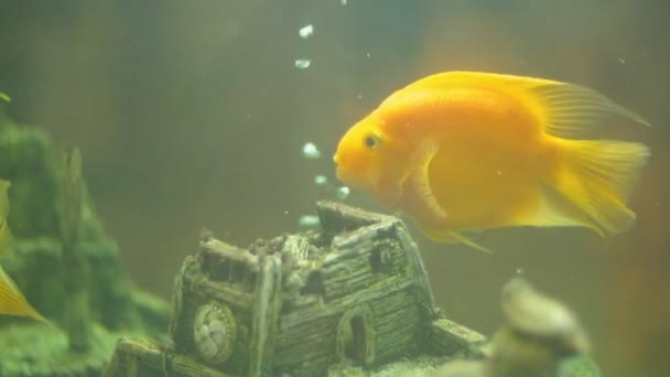 Yellow fish in aquarium — Stock Video