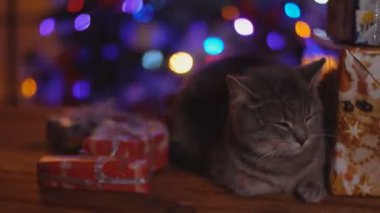 kedi arka planı parlayan bir Noel ağacı ahşap bir masa üzerinde