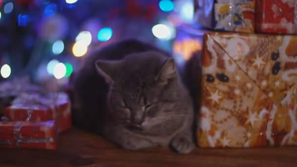 Gato sobre una mesa de madera sobre el fondo de un brillante árbol de Navidad — Vídeos de Stock