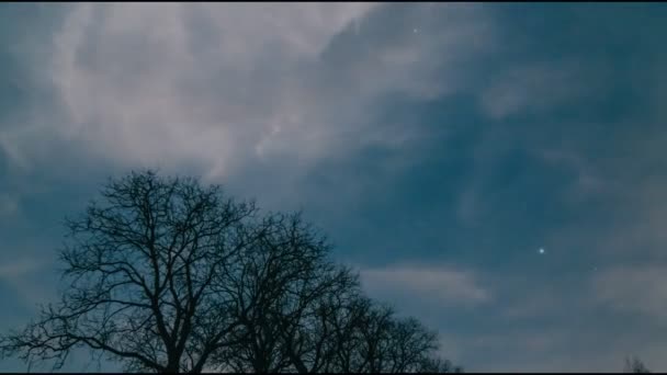 Časový interval stromů s noční oblohou — Stock video