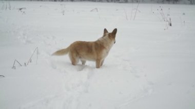 Köpek kar üzerinden çalışır