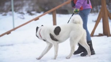 Amerikan Akita köpek sitesinde