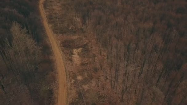 Chemin de terre dans la forêt — Video