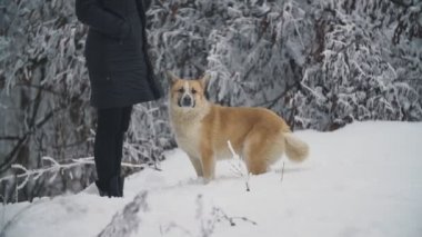 kadın ile köpek yürüyüş