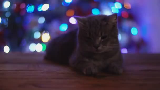 Gato sobre una mesa de madera sobre el fondo de un brillante árbol de Navidad — Vídeos de Stock