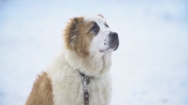 Sarı renk Alabai köpek yavrusu