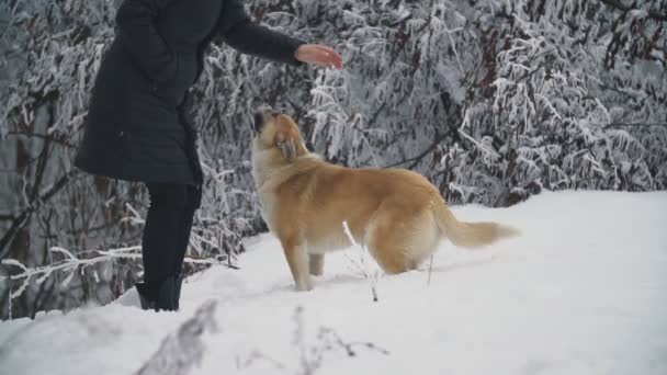 女性は犬を連れて歩いて — ストック動画