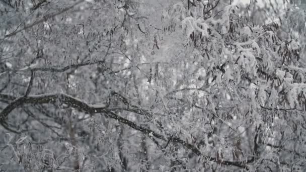 Деревья, покрытые морозом — стоковое видео