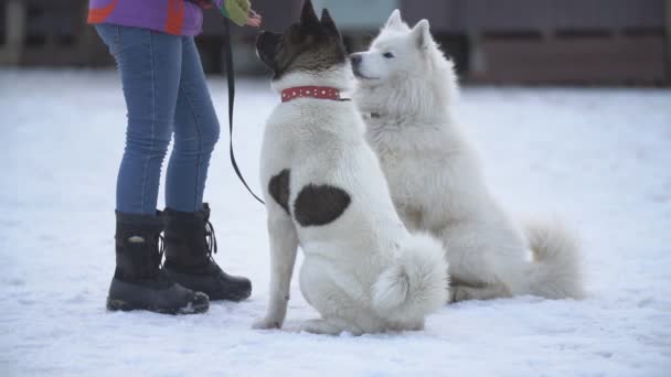 Samojeed en Akita honden — Stockvideo