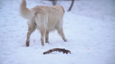 Retriever, Labrador ve sheepdog