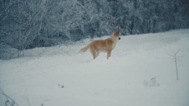 kadın ile köpek yürüyüş