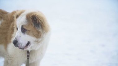 Sarı renk Alabai köpek yavrusu