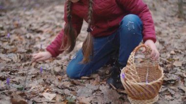 Kız kardelen toplar