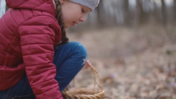 Mädchen sammelt Schneeglöckchen — Stockvideo