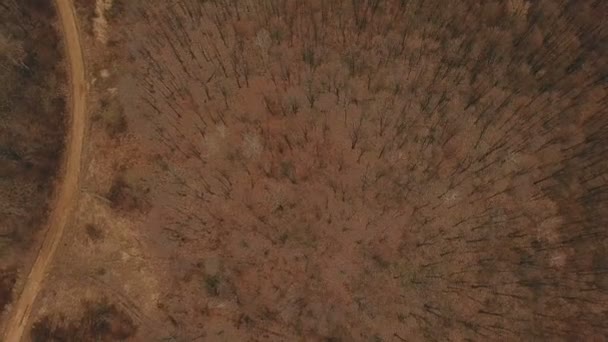 Chemin de terre dans la forêt — Video