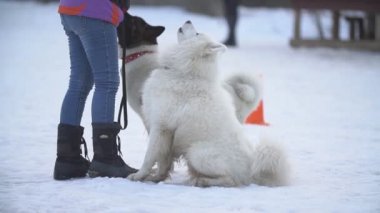 Samoyed ve Akita köpekler