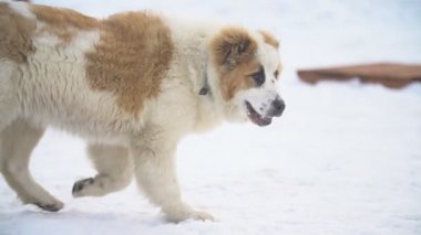 Sarı renk Alabai köpek yavrusu