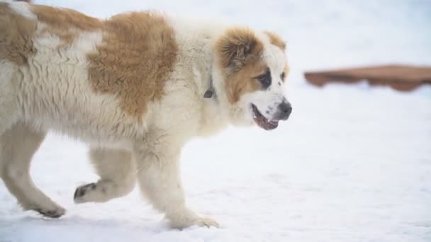 Sarı renk Alabai köpek yavrusu — Stok video