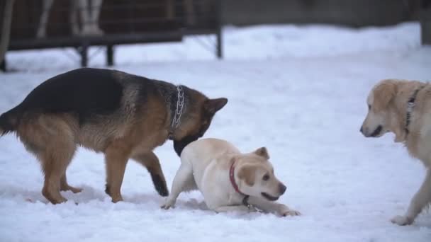 レトリバー、ラブラドル、牧羊犬 — ストック動画