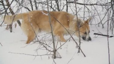 Köpek yürüyüş ve bir şey arıyor