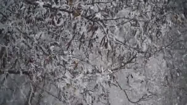 Trees covered with frost — Stock Video