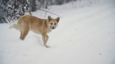 Köpek yürüyüş ve bir şey arıyor