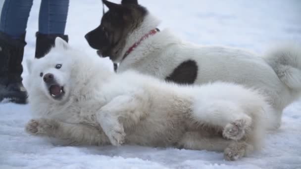 Samojeed en Akita honden — Stockvideo