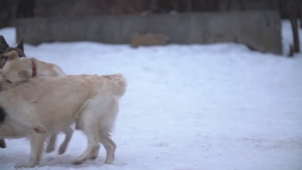 Extraktor, Labrador a ovčí pes — Stock video