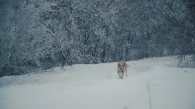 Köpek yürüyüş ve bir şey arıyor