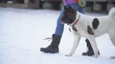 Amerikan Akita köpek sitesinde