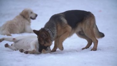 Retriever, Labrador ve sheepdog