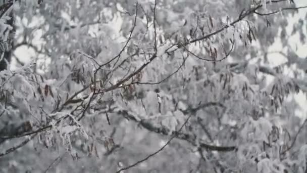 Stromy pokryté mrazem — Stock video