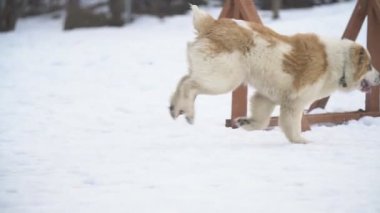 Sarı renk Alabai köpek yavrusu