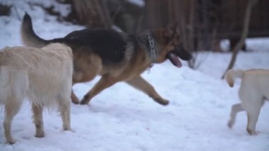 Retriever, Labrador ve sheepdog