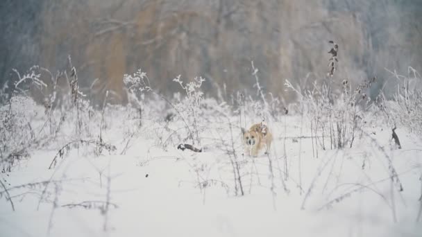 Hunden går och letar efter något — Stockvideo