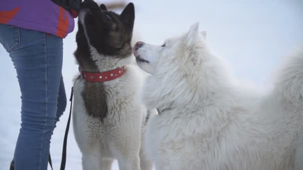 Samojeed en Akita honden — Stockvideo