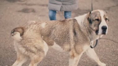 genç köpek doğurmak Alabai