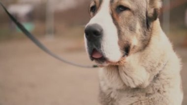 genç köpek doğurmak Alabai