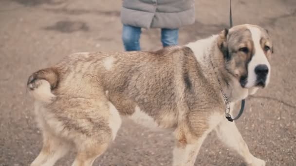 Raça cão jovem Alabai — Vídeo de Stock