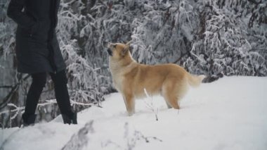 kadın ile köpek yürüyüş